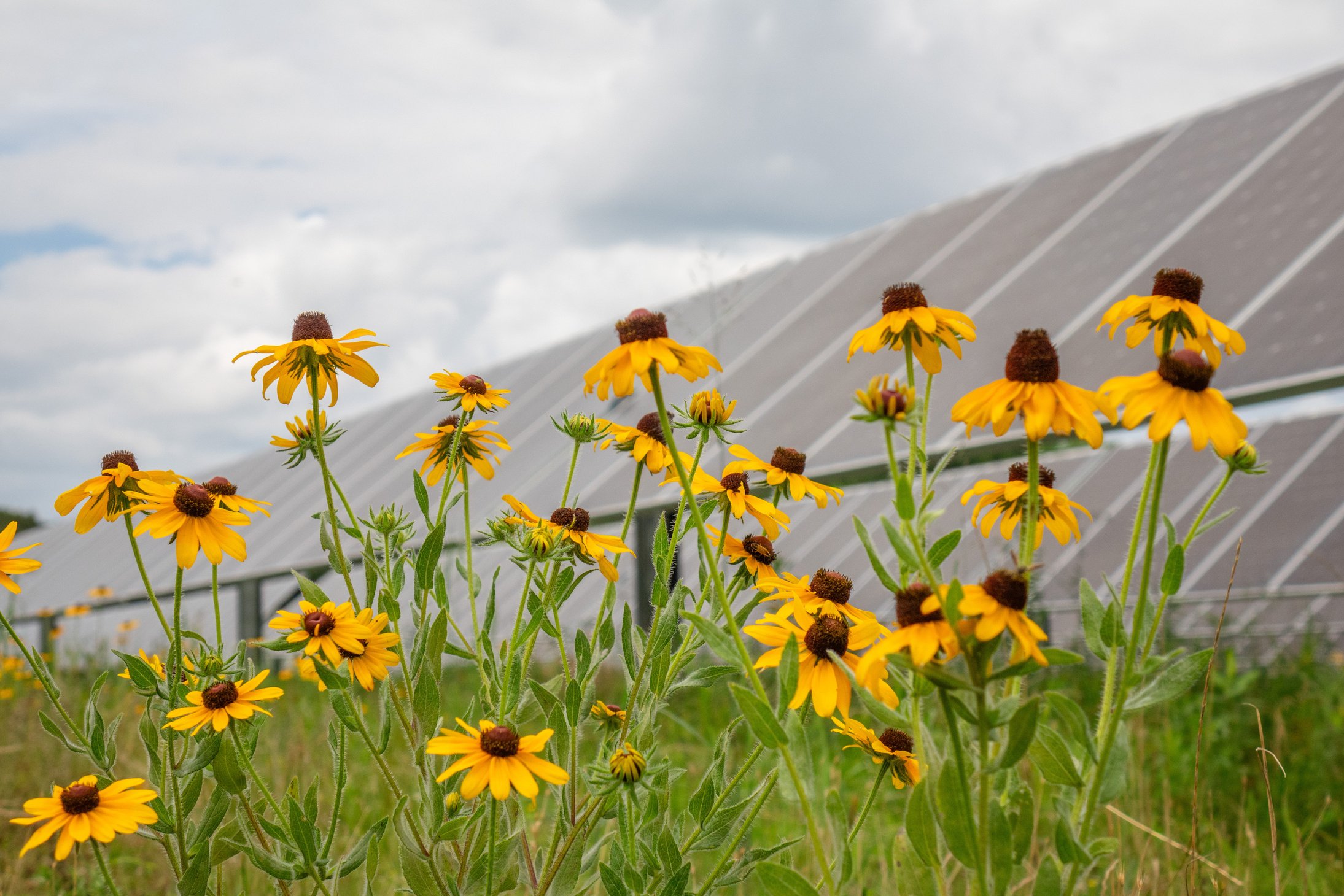 Flowers in front of solar panels